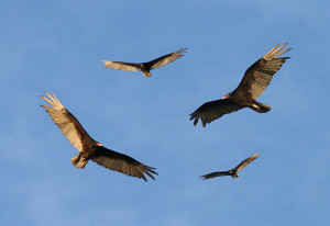 turkey-vultures-circling-300x206